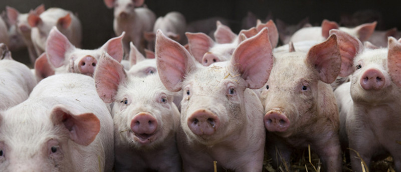 Dehumidification for pig breeding-Trotec