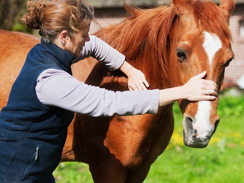 Thermography in veterinary medicine: efficient and diverse